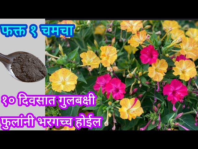 भरपूर फुलांसाठी गुलबक्षीला दया हे खत||Organic fertilizer||#spgardeningmarathi