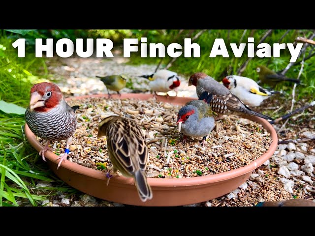 Aviary Birds | Finch Aviary | Softbills | Bird Sounds |  1 Hour | 4K