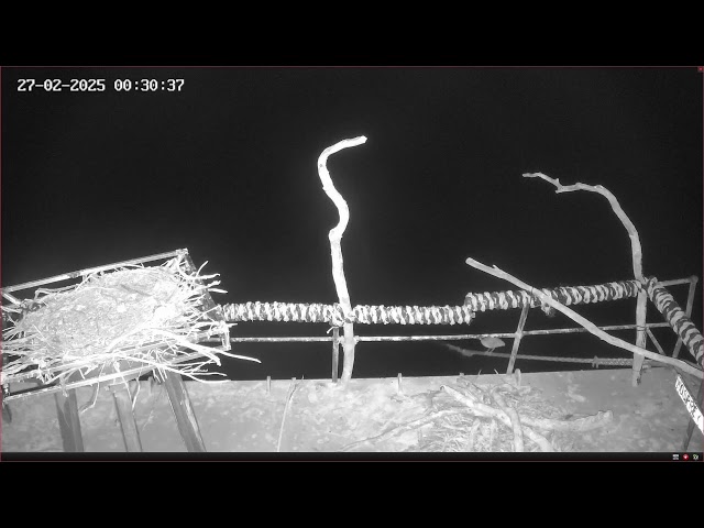 Port Lincoln Osprey Live Stream