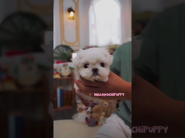 cute puppies funny moment cute overload ❤️#hellomochi #dog #bichon