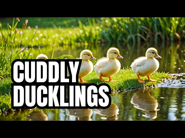 The 5 Most Adorable LITTLE DUCKS You've Ever Seen