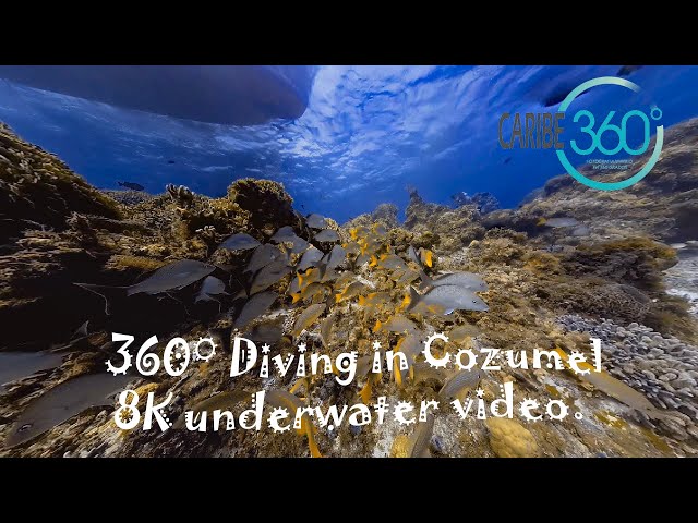 360° Diving in Cozumel Mexico. 8k Underwater video