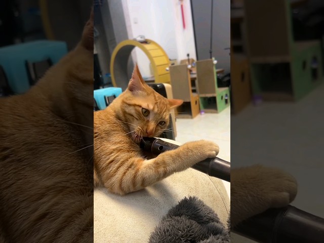 Ginger Cat play with wood #cat #funnycats