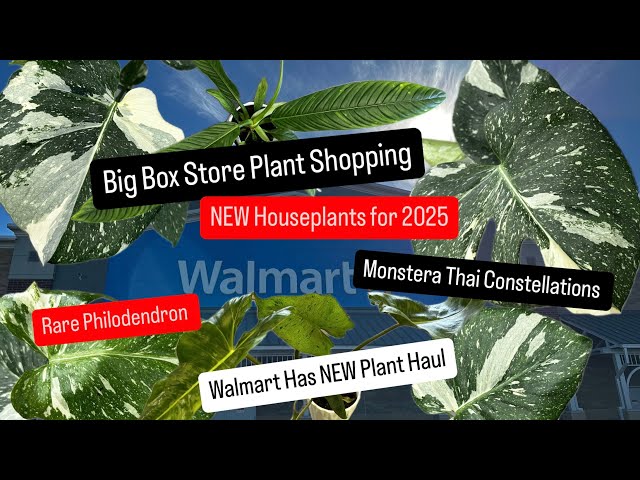 Big Box Store Plant Shopping NEW RARE Houseplants 2025 How to get  FREE Monstera Thai Constellation