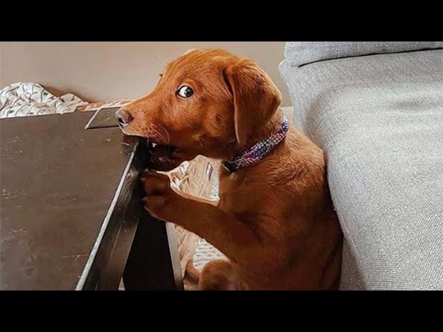 The Funniest Animal Videos 2025 😁 Funny Dogs and Cats That Will Blow Your Mind!