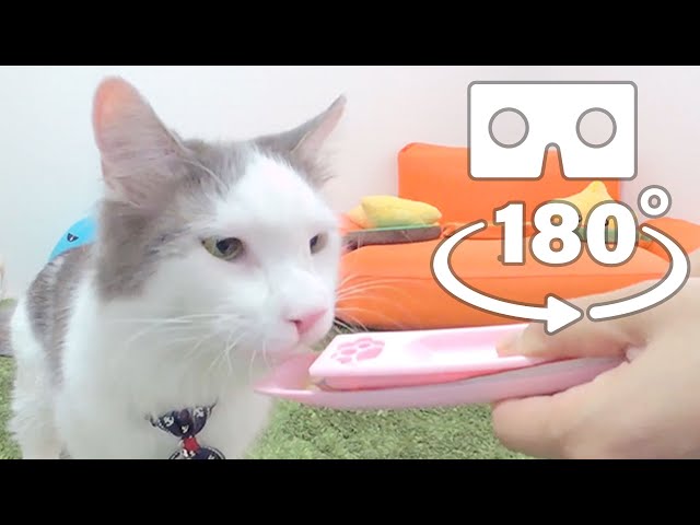 3DVR Cat Video [VR180] Maine Coon Cat eating with spoon