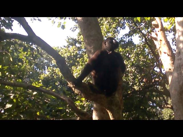 DRC Virunga Gorilla seats tree