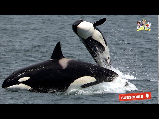 Killer Whale Facts: The Ocean's Most Feared Predator