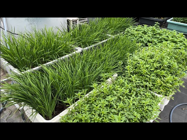 How to Grow Chives with Bulbs Simple and Effective