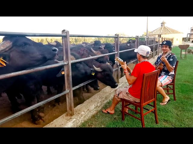 Manu Chao - Dia luna... dia pena (Live frente a las búfalas de Paestum)