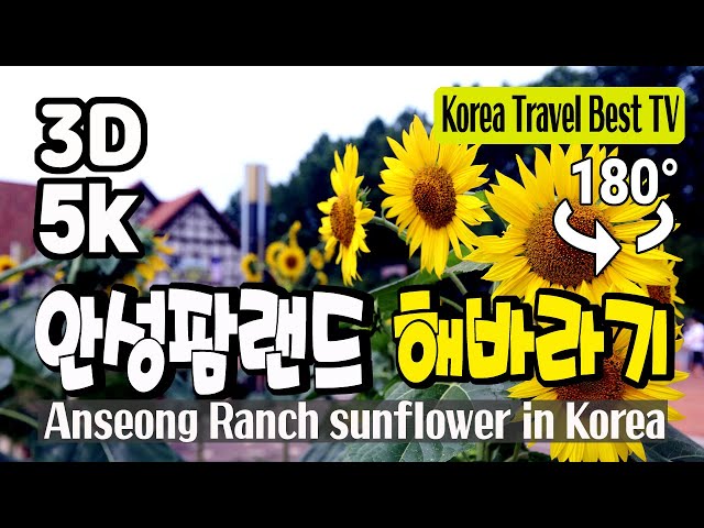 🔴 180° 3D VR 안성팜랜드 해바라기 (1) - Anseong Farmland Sunflower in Korea (with Clova Dubbing) 5K