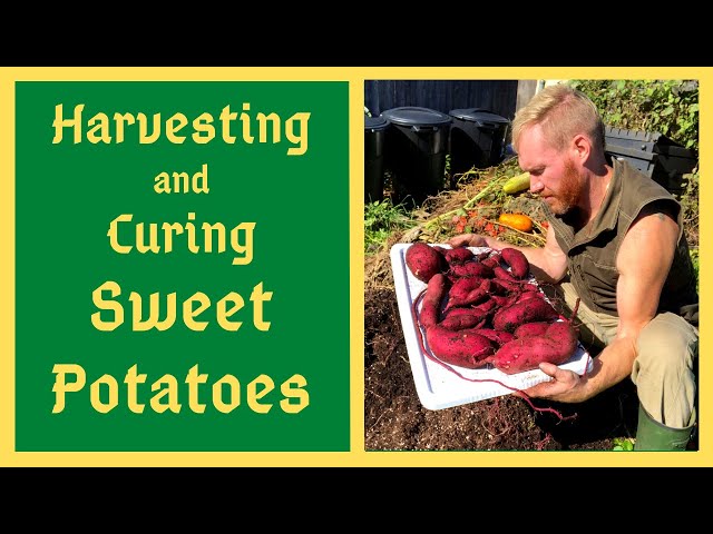 How To Harvest, Cure and Store Sweet Potatoes For A FULL YEAR without Refrigeration