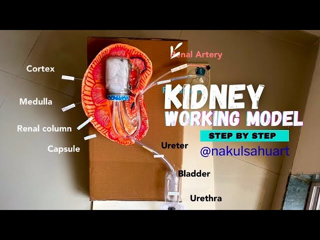 Kidney working model #biology project #scince exhibition NakulSahuArt