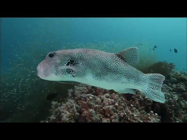 Ocean Life The Amazing Underwater documentary Nature Documentary 2022