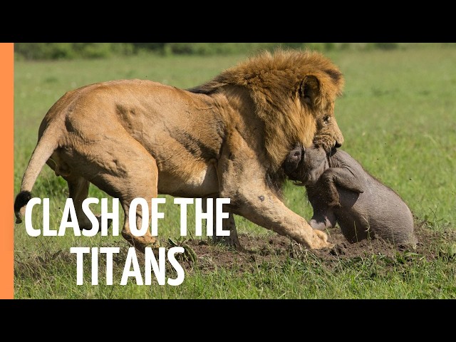 Explore the Clash of the Titans - Lions vs. Hyenas, a Fight for Territory | Full Documentary