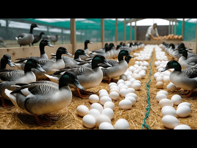 Organic Poultry Business: Raising Healthy Organic Duck & Collecting Farm Fresh Eggs