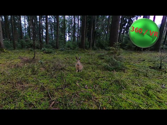 VR 360 | ASMR | Relax | Meditation | Rainy Day In A Bavarian Forest | Wild Rabbit On Tape