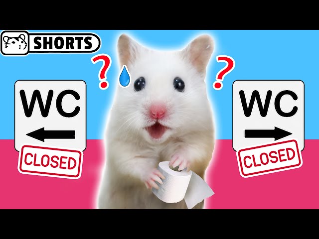 Hamster impostor Among Us - The Airship WC #Shorts 😈 Homura Ham