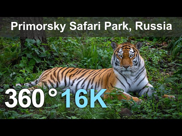 Wild Cats in the Primorsky Safari Park, Vladivostok, Russia. 360 video in 16K.