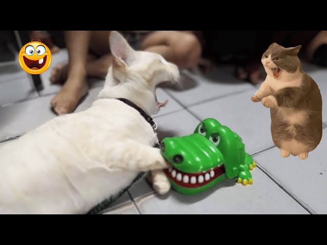 Funny Animals videos 😂 Funniest Cats and Dogs 2024!🐶😹 #funnycats #funnydogs #funnyanimals