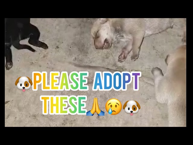 Please adopt these|😢💔🙏🐶|#dog  ​⁠@TheDodo