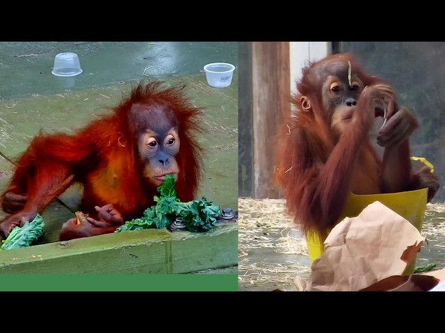 Wali's Playful Antics: Toronto Zoo Orangutan Compilation - Volume 1