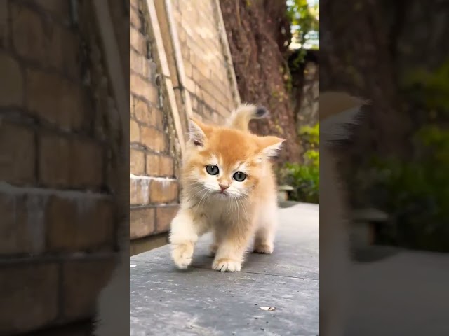 Little mao 🥰🥰 #cat #cuteecats