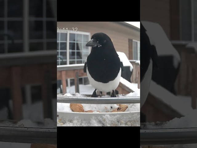 Accidental Discharge #birds #birdcam #naturecam #wildlife #birdslover #wildlifecam #cute #magpies