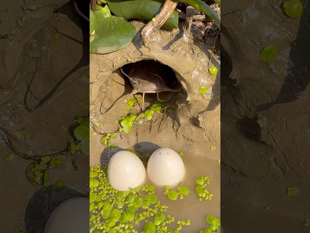 Really big Catfish  #fishing  #eggs #shorts