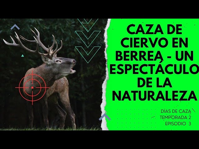 CAZA DE CIERVO EN BERREA, UN ESPECTÁCULO DE LA NATURALEZA