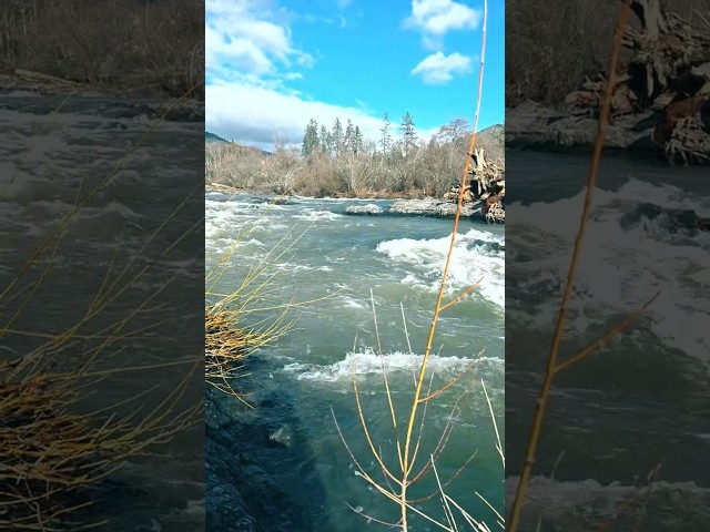 Rogue River Rapids ASMR #shorts #nature #positivevibes #river