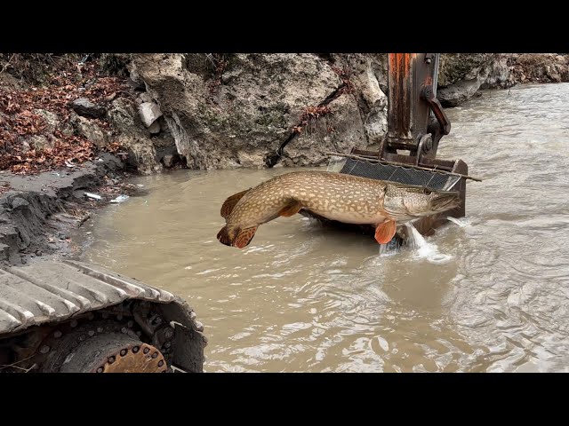 Fishing with Excavator / Eskavatör ile Balık Avı / İnanılmaz / Unbelievable