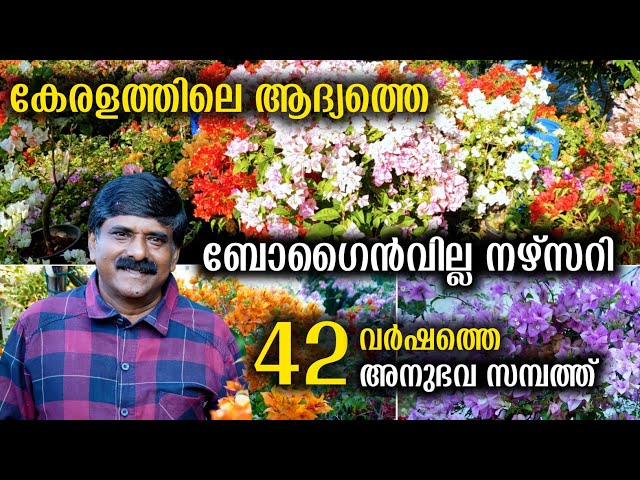 സെലിബ്രേറ്റികൾക്ക് ഏറ്റവും ഇഷ്ടപ്പെട്ട കടലാസുപൂക്കളുടെ ഗാർഡൻ | Bougainvillae Plant Care Tips