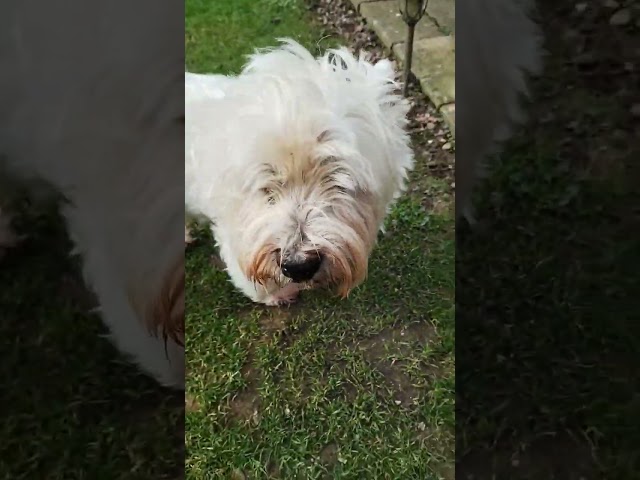 Morning Routine in the garden #dogshorts #woof #dogs #westhighlandterrier #westieterrier #westies