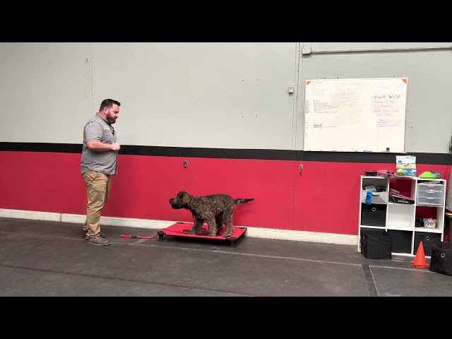 How to teach the “place” command for dog training