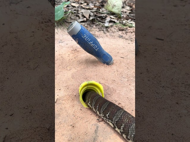 AMAZING SNAKE #snake #cobra #animals #nature #kingcobra