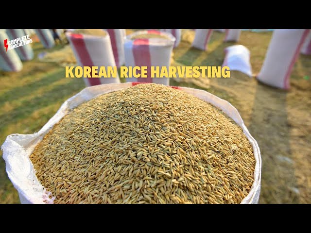 Magic of Korean Rice Harvesting Process : Amazing Journey from Rice Field to Table