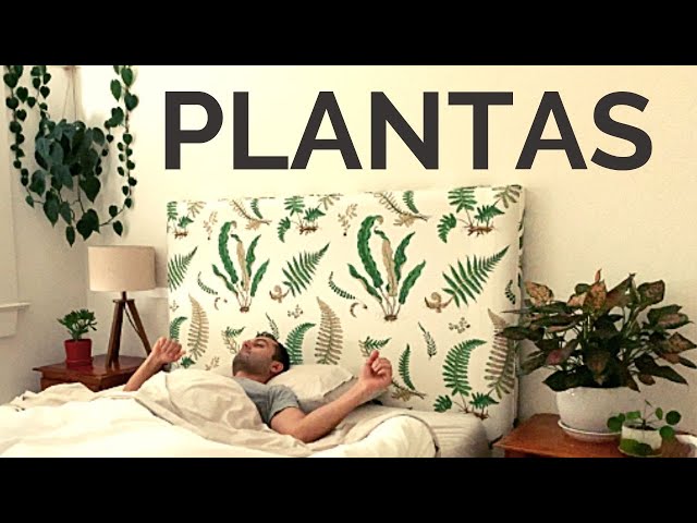 Plantas Para El DORMITORIO / VIDA MINIMALISTA y PLANTAS DE INTERIOR