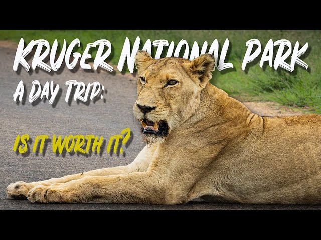 Kruger National Park Day Trip - Is it worth it??