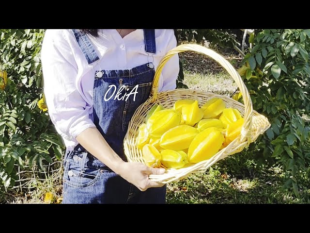 #18 If there is star fruit here | Autumn carambola picking | 5 recipes for star fruit