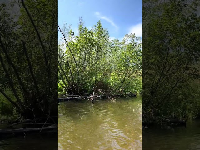 Paddling #ourhome #theinnerknowing #riverlife #nature #intuition #akashicrecords #canoeing