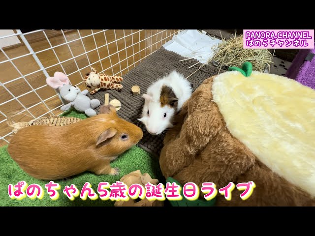 Pano-chan turned 5 years old 2024.10.14 Guinea pig's birthday PANORA.CHANNEL