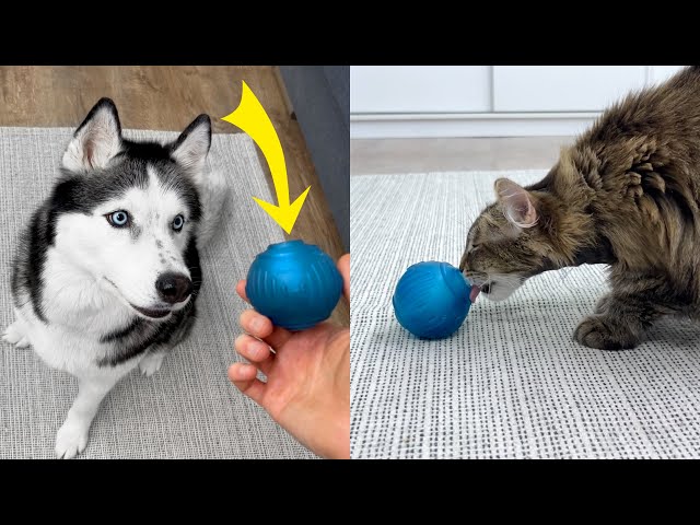 How To Entertain Dogs If You Work Entire Time! Three Huskies are Looking For a Hidden Treat