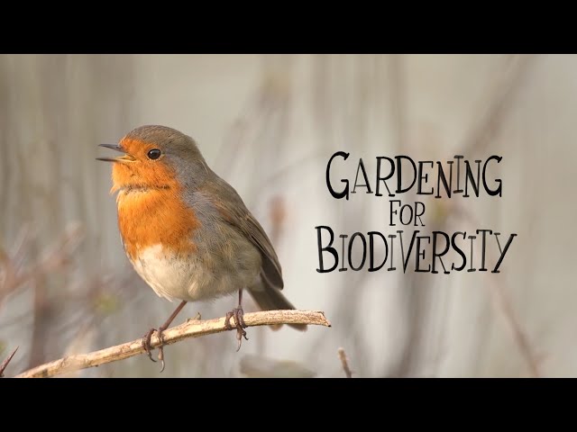 How to improve your garden for birds. Gardening for Biodiversity series.