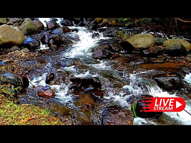 PEACEFUL RIVER FOREST SOUNDS WITH BIRDS CHIRPING FOR RELAXATION AND DEEP SLEEP |  nature symphony