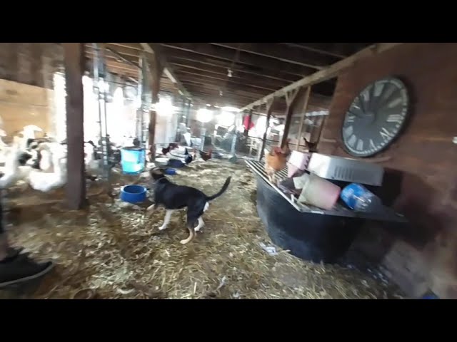 Virtual reality VR in our barn with lots of animals