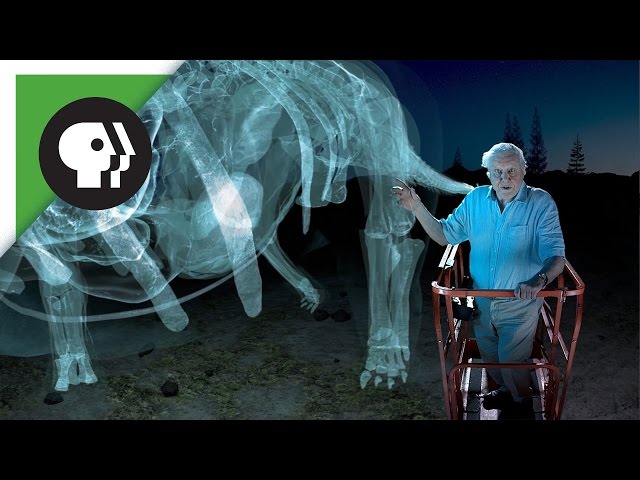 360 degree video: Dinosaur Giant with David Attenborough!