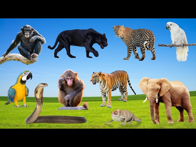 Monkeys, Parrots, and Cockatoos: Jungle Animal Sounds Fun!