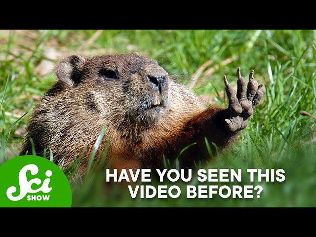 The REAL Science of Groundhogs