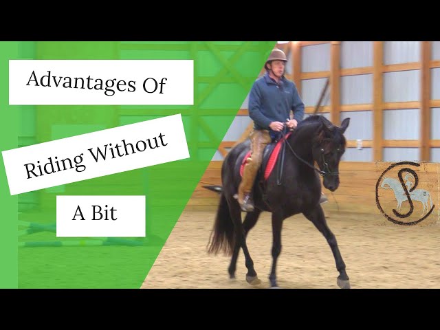 BITLESS FOR THE FIRST TIME- Advantages of Riding Bitless